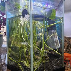Hexagon Aquarium - 10 gallons