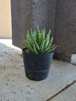 Plant