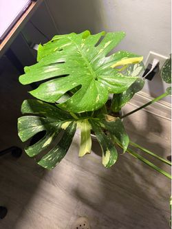 Large monstera Thai constellation - comes with ceramic pot