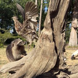 Taxidermy 