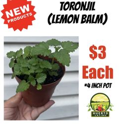 Lemon Balm Plant (Planta De Toronjil) 