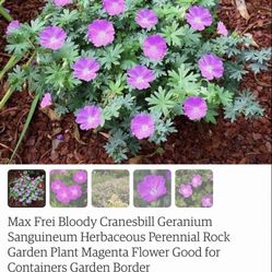 Hardy Perennial Bloody Cranesbill Geranium Flower Bushes