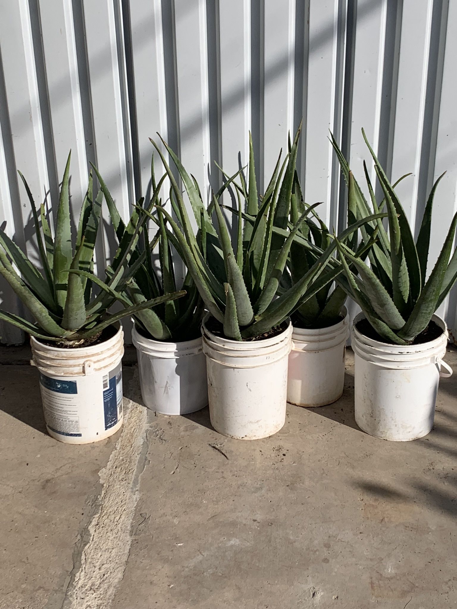 Huge Blowout Sale Clearance On All Plants