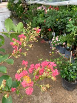 Pink Crape Myrtle tree