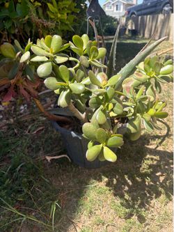 Hanging pot- aloe Vera and 2 succulent $10