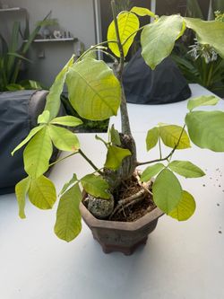 Real Bonsai Tree