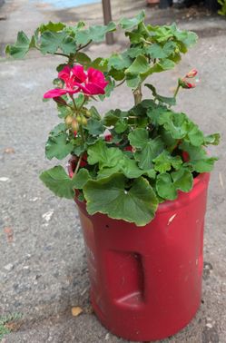 Pink Geranium Plant