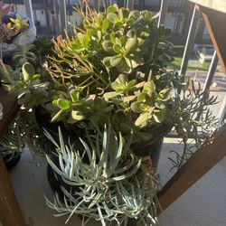 Large Succulent Mix Pot