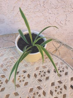 Spider Plant - includes pot