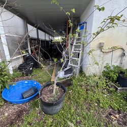 Atemoya grafted Geffner 25g por