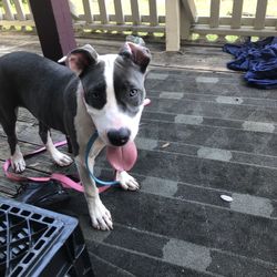 Pit bull 4 Sale