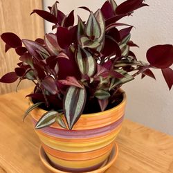 Tradescantia House Plant. Sammamish, Beaver Lake 