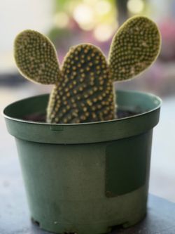 Bunny Ear Cactus (Opuntia microdasys)
