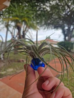 Beautiful air plant