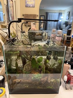 Aquarium tank planted