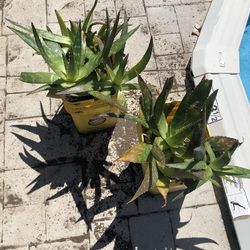 Aloe Plant Cuttings