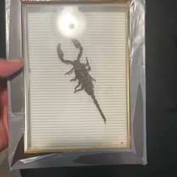 Taxidermy Scorpion 