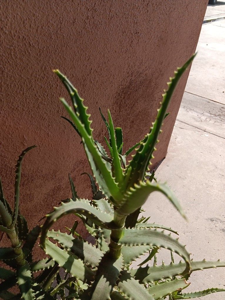 Aloe Vera Plant