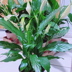 Beautiful Peace Lily 🌿 6” pot