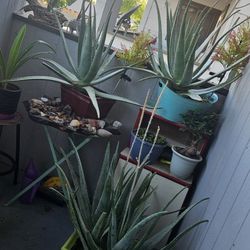Aloe Plants