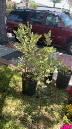 Two Large Plants