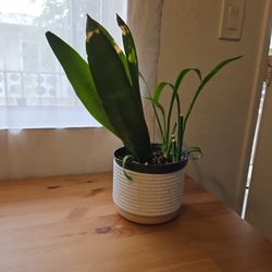 Plant