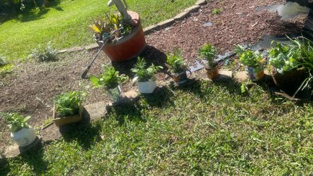 22 Potted Plants All Ready ……. All Kinds Of Pots Too Not Free