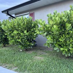 BIG!!! Clusia Privacy Plant 🪴 