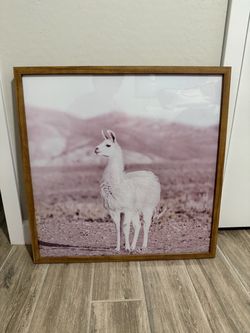 Llama picture