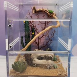 Jumping Spider Tank And Access. 