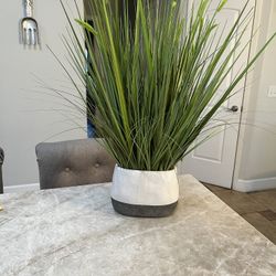 Decorative plant