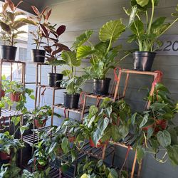 Tons of Indoor Plants for Sale
