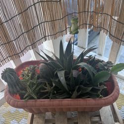 Plants 🪴 For sale