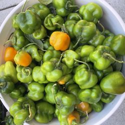 Manzano chiles 