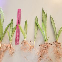 Juvenile Silver Queen Sansevieria Snake Plant for Sale in Vancouver, WA -  OfferUp