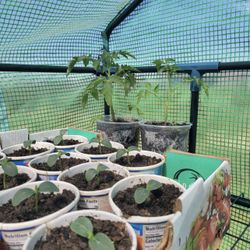 Cucumber Plants