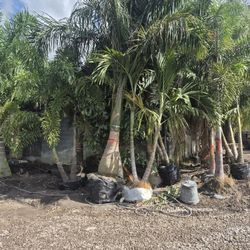 Palm trees ten foot tall delivered