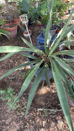 Plants