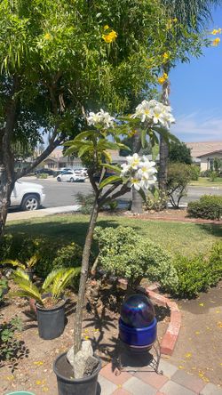 White plumeria