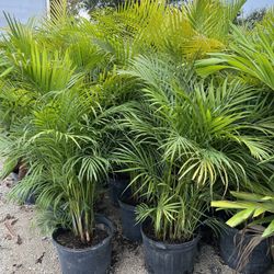 Areca Palms 