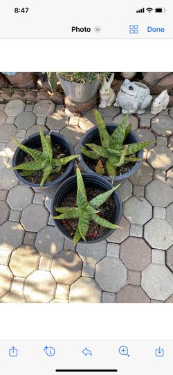 Aloe Vera /Sabila 