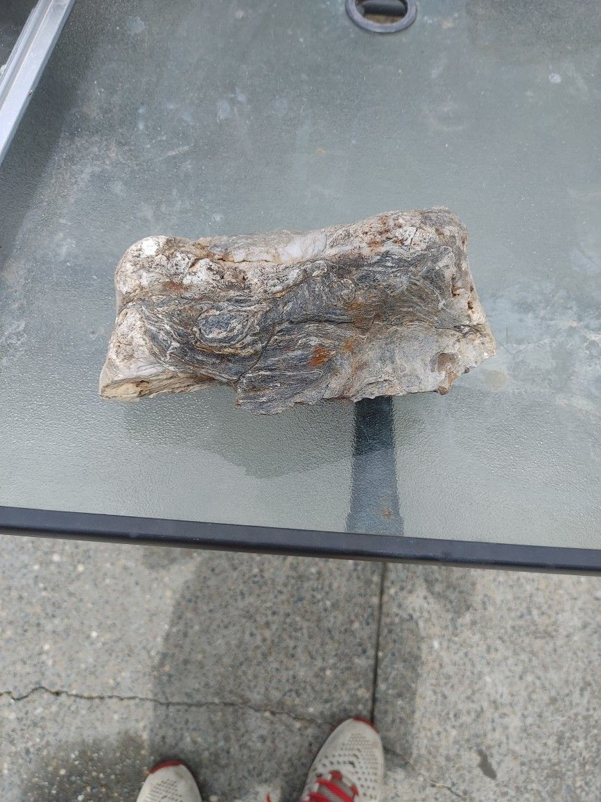 Opalized Petrified Drift Wood