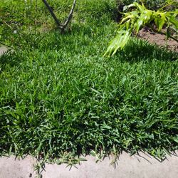 Lawn / Plants