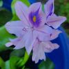 Edens Garden 