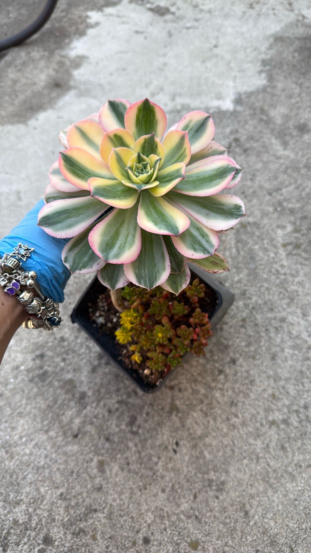 Succulent Plant 6” Pot 