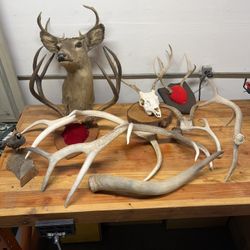Antlers And Mounts