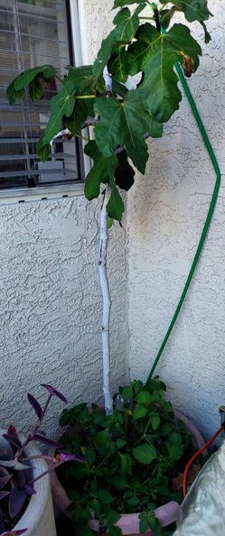 Big healthy fig tree in big beautiful pot