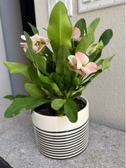 Crown of thorns plant. Succulent. Easy to take care of
