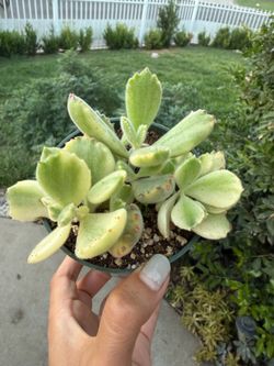 Variegated bear paws in 40 pot