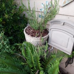 Free Plants